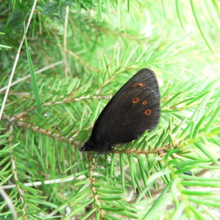 Erebia medusa